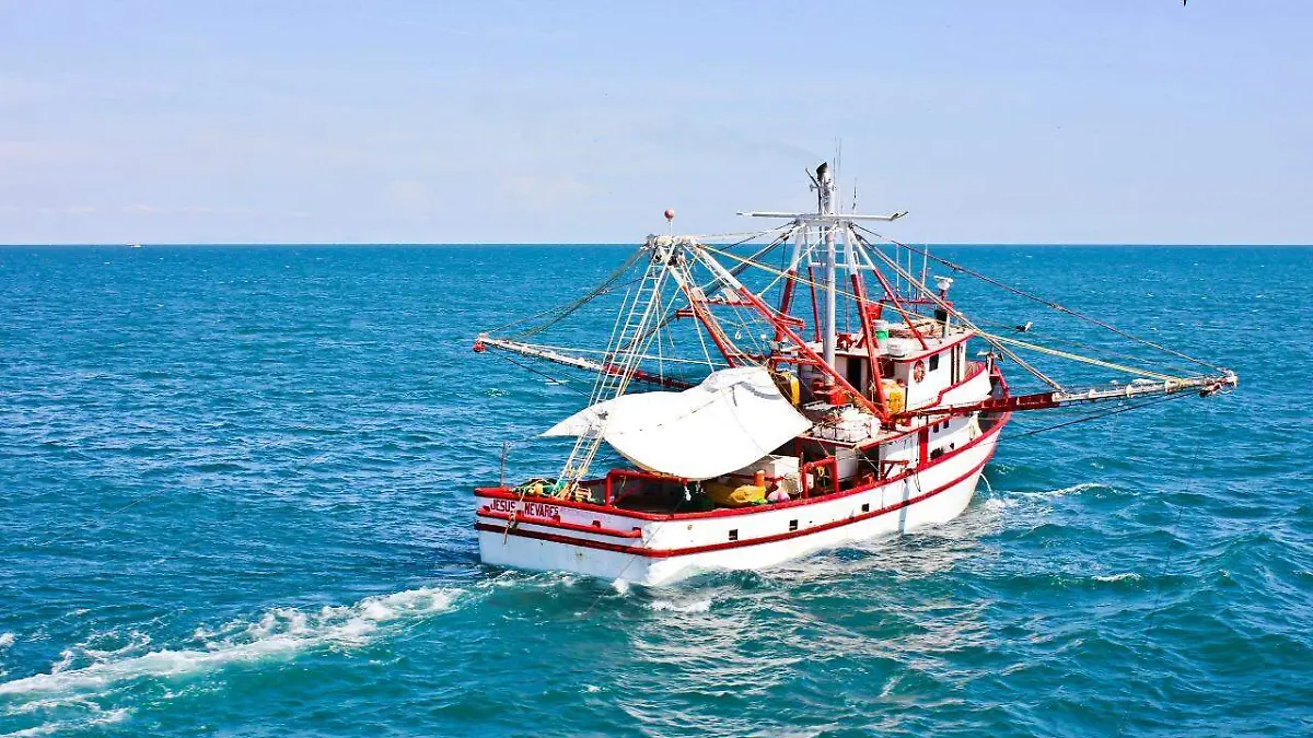 ¡Levantan la veda! Arranca la temporada de camarón en Sonora