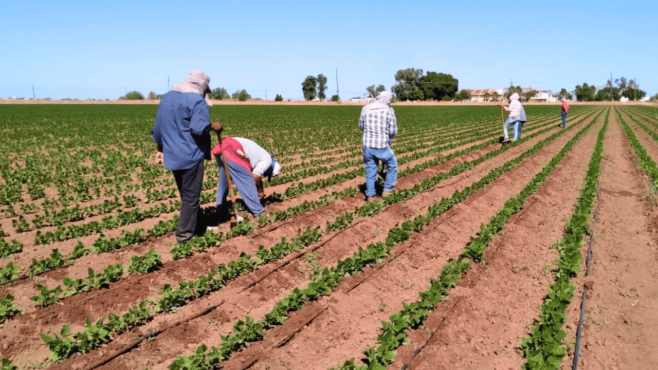 Detectan casos de sarampión en jornaleros del sur de Sonora; refuerzan vacunación